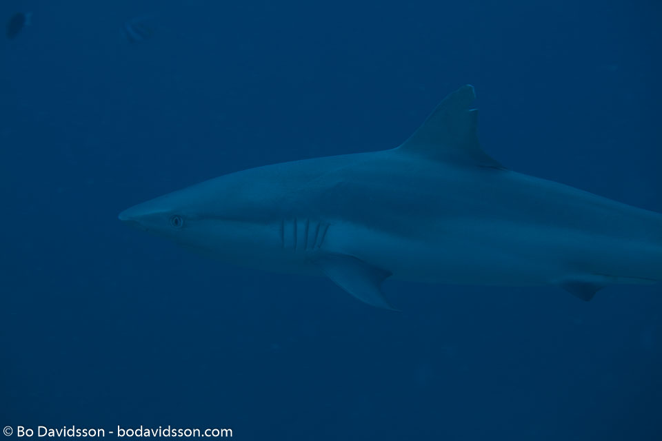 BD-150426-Maldives-8784-Carcharhinus-amblyrhynchos-(Bleeker.-1856)-[Grey-reef-shark.-Grå-revhaj].jpg